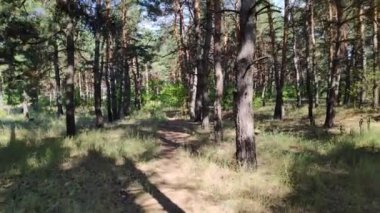 Ormanda yürü. Çam ormanı. Uzun ağaçlar ve patika. güzel doğa