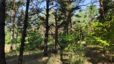 Ormanda yürü. Çam ormanı. Uzun ağaçlar ve patika. güzel doğa