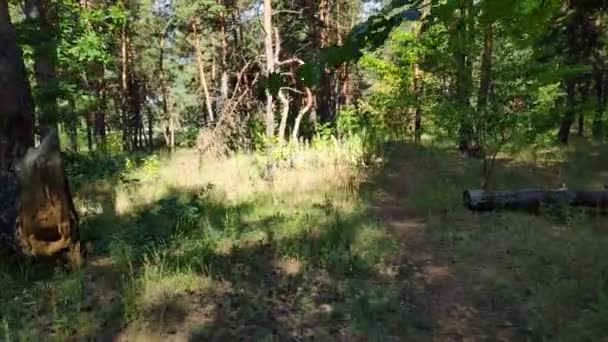 Marcher Dans Les Bois Une Forêt Pins Grands Arbres Sentier — Video