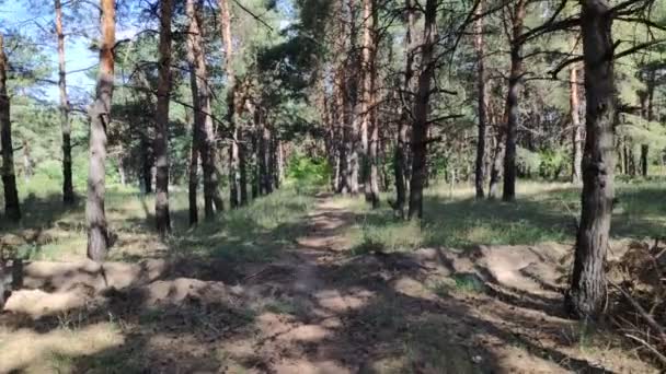 Caminar Por Bosque Bosque Pinos Árboles Altos Camino Hermosa Naturaleza — Vídeos de Stock