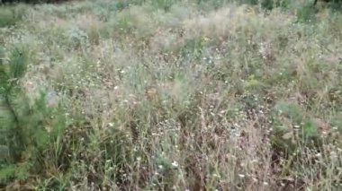 Çimenler ve kır çiçekleri. Tarlada uzun otlar. Yazın kır çiçekleri