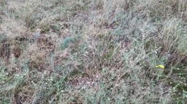 Çimenler ve kır çiçekleri. Tarlada uzun otlar. Yazın kır çiçekleri