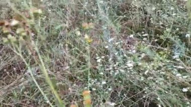 Çimenler ve kır çiçekleri. Tarlada uzun otlar. Yazın kır çiçekleri
