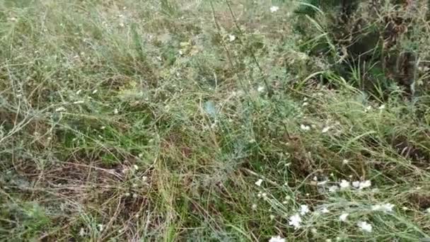 Relva Flores Silvestres Relva Alta Campo Flores Silvestres Verão — Vídeo de Stock