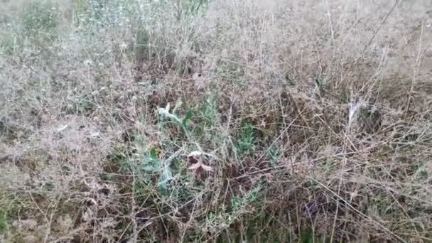 Relva Flores Silvestres Relva Alta Campo Flores Silvestres Verão — Vídeo de Stock