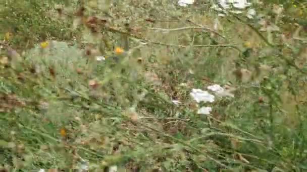 Relva Flores Silvestres Relva Alta Campo Flores Silvestres Verão — Vídeo de Stock