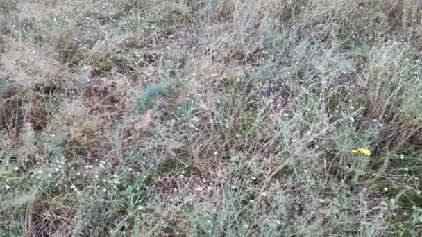 herbe et fleurs sauvages. herbe haute dans le champ. fleurs sauvages d'été