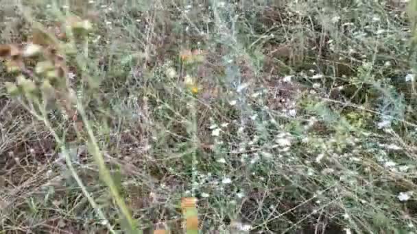 Relva Flores Silvestres Relva Alta Campo Flores Silvestres Verão — Vídeo de Stock