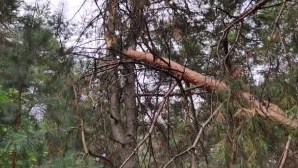 Πεσμένο Δέντρο Στο Δάσος Σπασμένο Πεύκο — Αρχείο Βίντεο