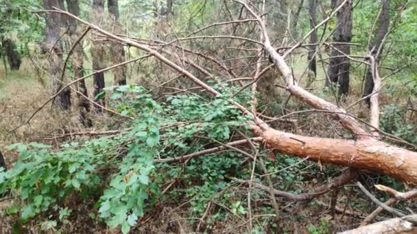 Albero Caduto Nella Foresta Pino Rotto — Video Stock