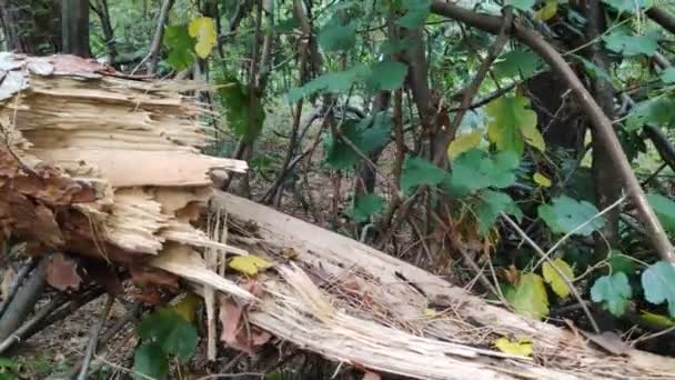 Gevallen Boom Het Bos Gebroken Grenen — Stockvideo