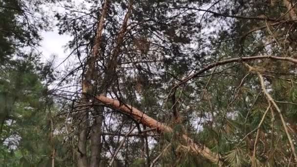 Πεσμένο Δέντρο Στο Δάσος Σπασμένο Πεύκο — Αρχείο Βίντεο