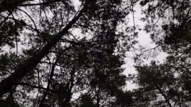 Bulutlu havada çam ormanı. Sonbahar ormanında