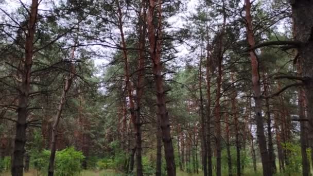 Kiefernwald Bei Bewölktem Wetter Herbstlichen Wald — Stockvideo