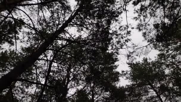 Kiefernwald Bei Bewölktem Wetter Herbstlichen Wald — Stockvideo