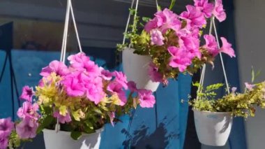 Saksıda güzel çiçekler. Parlak güzel petunyalar