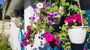 Saksıda güzel çiçekler. Parlak güzel petunyalar