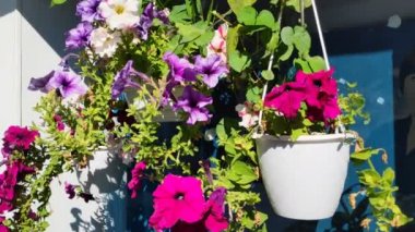 Saksıda güzel çiçekler. Parlak güzel petunyalar