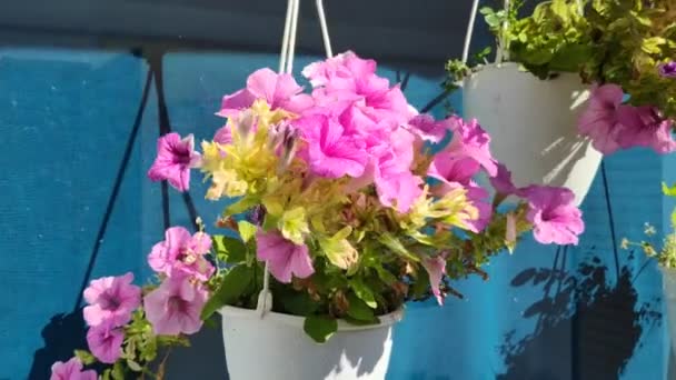 Hermosas Flores Macetas Brillante Hermosa Petunias — Vídeo de stock