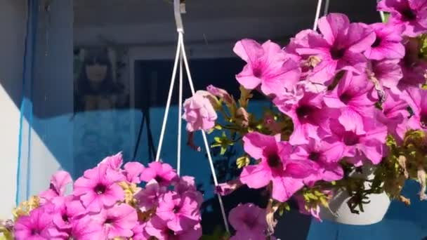 Hermosas Flores Macetas Brillante Hermosa Petunias — Vídeo de stock