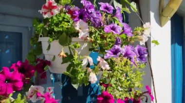 Saksıda güzel çiçekler. Parlak güzel petunyalar