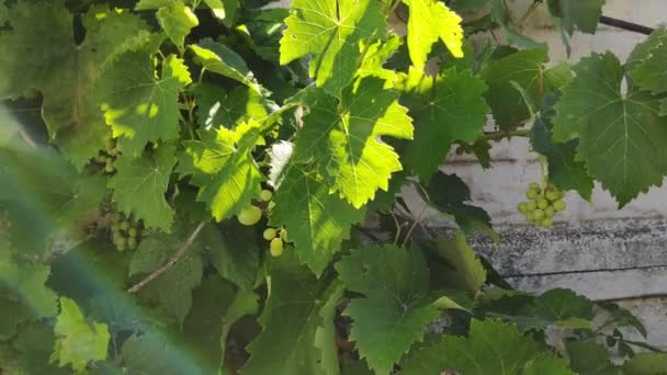 Leaves Vine Grapes Green Grapes — Stock Video