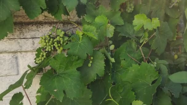 Leaves Vine Grapes Green Grapes — Stock Video