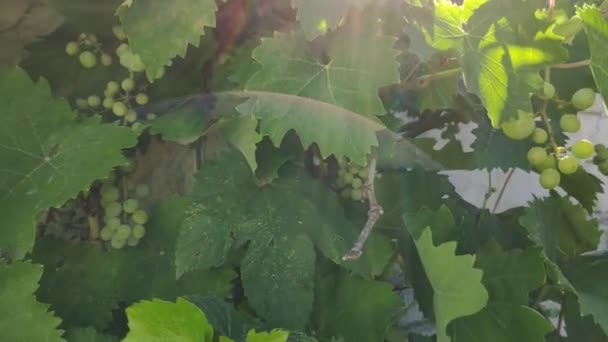 Leaves Vine Grapes Green Grapes — Stock Video