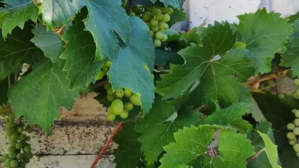 Bladeren Wijnstokken Van Druiven Groene Druiven — Stockvideo