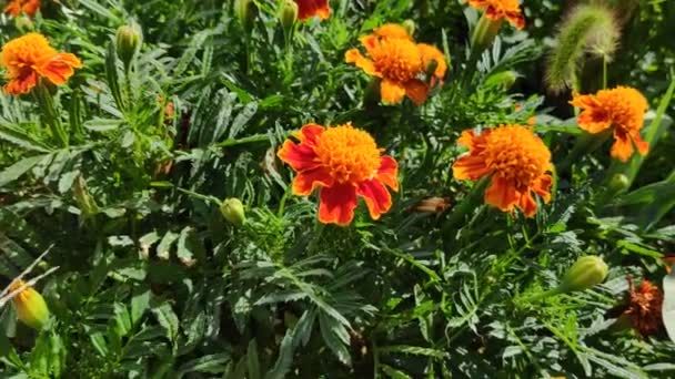 Krásné Oranžové Květiny Marigold Štítky — Stock video