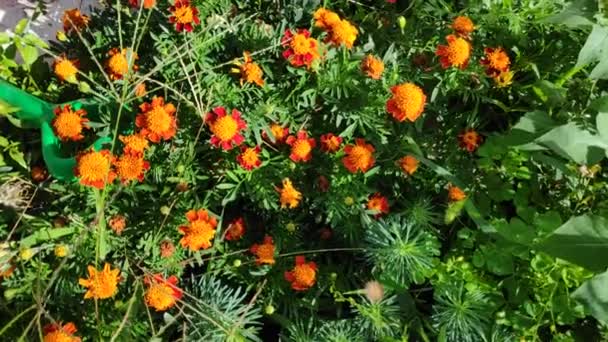 Vackra Apelsinblommor Det Marigold Taggar — Stockvideo