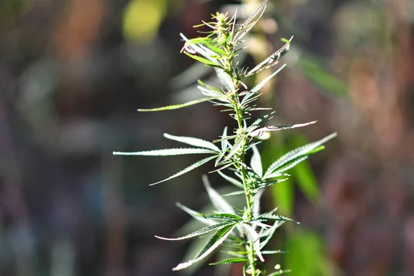 Hemp Bushes Cannabis Leaves Marijuana — Stock Photo, Image