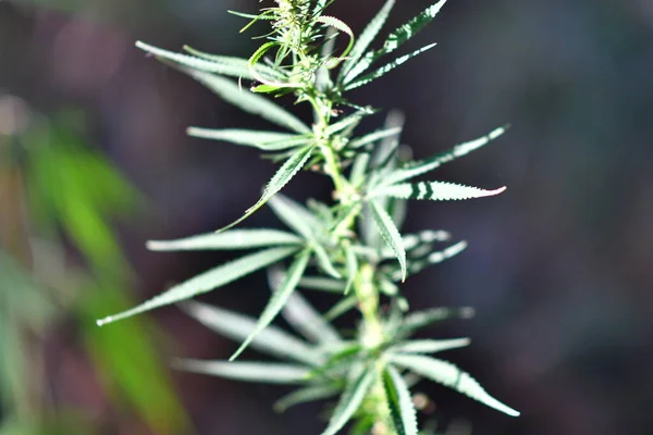 Arbustos Cânhamo Folhas Cannabis Maconha — Fotografia de Stock