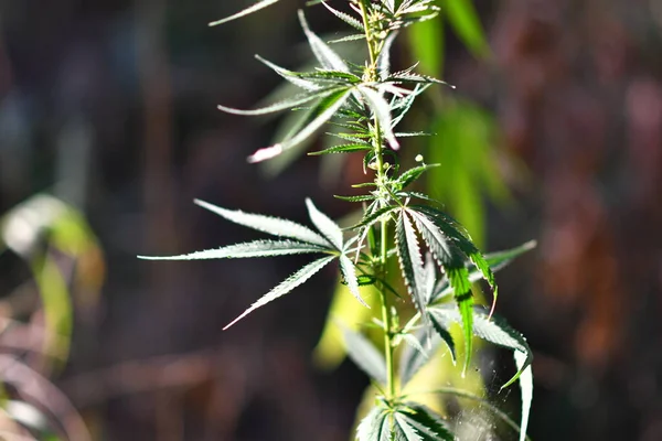 Cespugli Canapa Foglie Cannabis Marijuana — Foto Stock