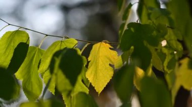 Ağaçta sarı ve yeşil yapraklar var. Güzel sarı sonbahar yaprakları. Ormanda sonbahar
