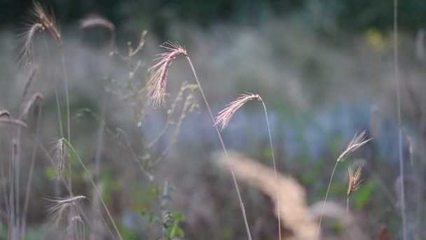 Vackra Spikelets Vinden Torra Grässtjälkar — Stockvideo