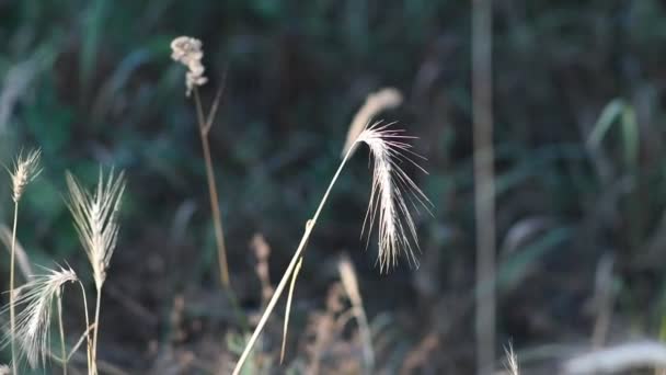 Hermosas Espiguillas Viento Tallos Hierba Seca — Vídeo de stock