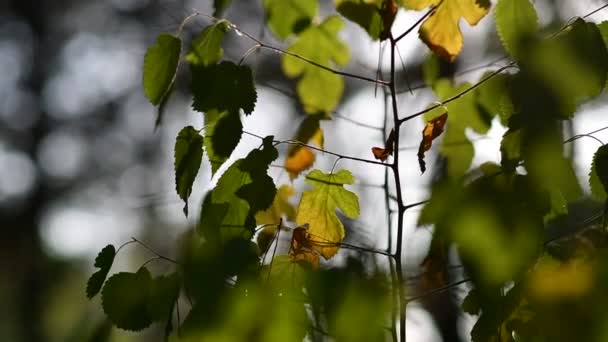 Feuilles Jaunes Vertes Sur Arbre Belles Feuilles Automne Jaunes Automne — Video