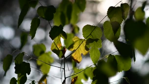 Gelbe Und Grüne Blätter Baum Schöne Gelbe Herbstblätter Herbst Wald — Stockvideo