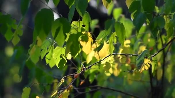 나무에는 노란색과 초록색 아름다운 노란빛의 — 비디오