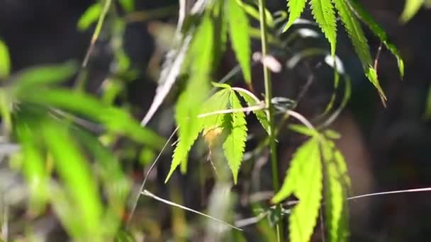 Arbustos Cáñamo Hojas Cannabis Marihuana — Vídeo de stock