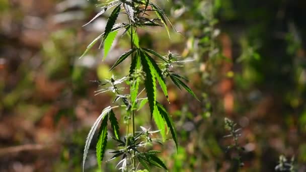 Hemp Bushes Cannabis Leaves Marijuana — Stock Video
