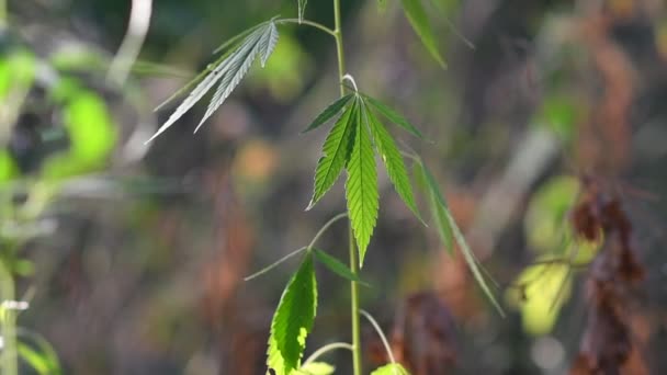 Hanfbüsche Cannabis Geht Marihuana — Stockvideo