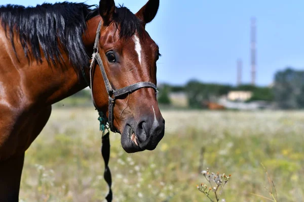 beautiful horse in the field. horse eyes and muzzle