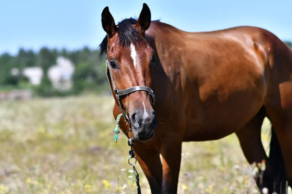 Hermoso Caballo Campo Ojos Caballo Bozal —  Fotos de Stock