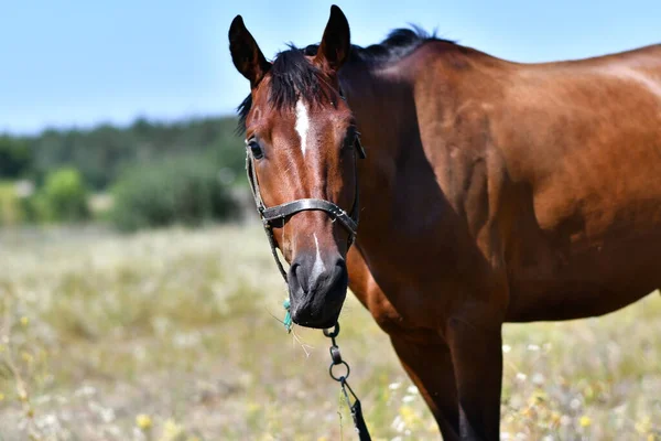 Vacker Häst Fältet Häst Ögon Och Munkorg — Stockfoto