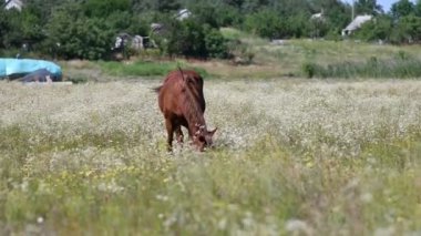 Tarladaki güzel at. At gözü ve ağızlık.