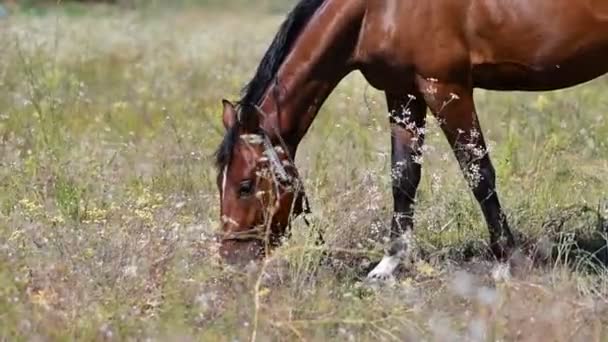 Bellissimo Cavallo Nel Campo Occhi Cavallo Museruola — Video Stock