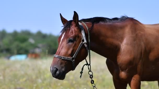 Beautiful Horse Field Horse Eyes Muzzle — Stock Video