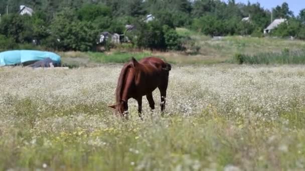 Prachtig Paard Het Veld Paardenogen Muilkorf — Stockvideo